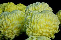 一朵菊花開出七種顏色？用手持氣象站種菊